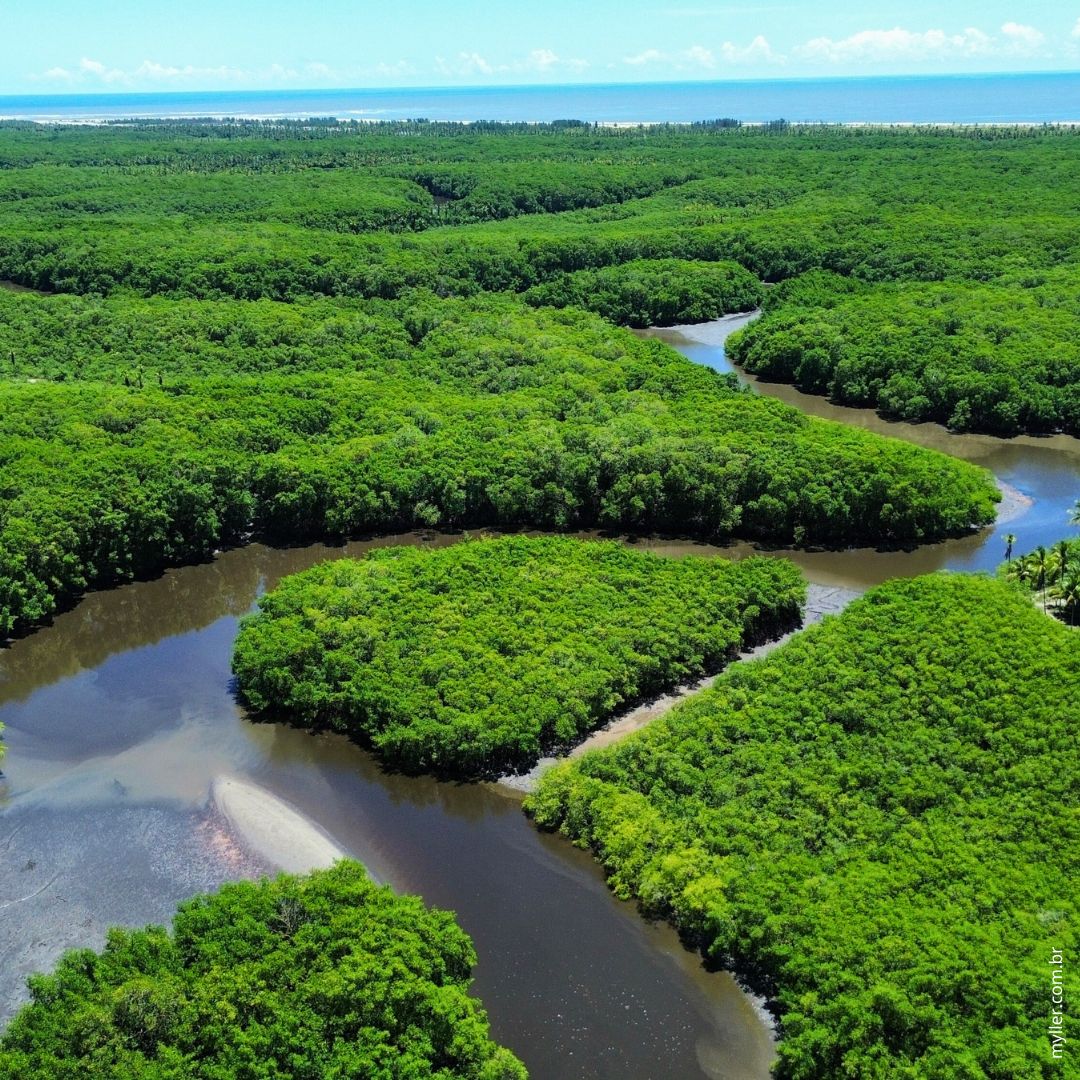 Manguezais Canavieiras